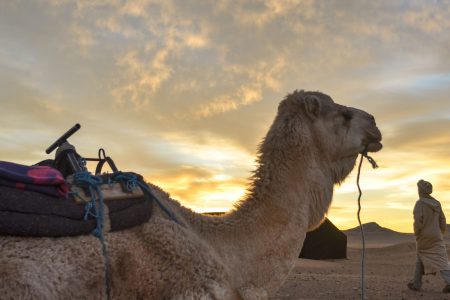 Zagora Sahara Desert Overnight Trip from Ouarzazate