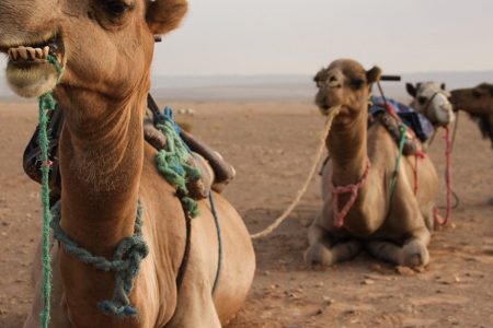 From Marrakech: 2-Day Zagora Desert Trip