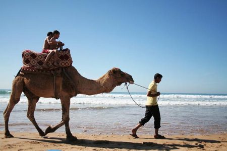 Flamingo River Tour and Camel Ride From Agadir or Taghazout