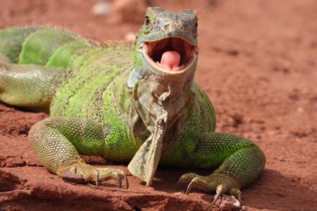 Crocodile Park and Camel Ride, Agadir City Tour